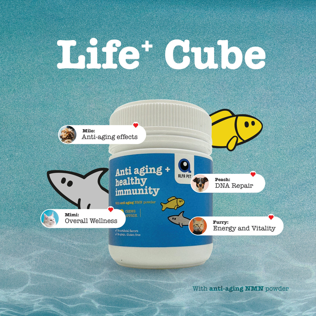 Unveiling the Power of NMN for Your Canine Companion: Alfa Pet Life+ Cube Dog Chews
